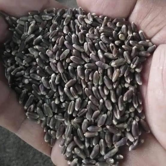 Black Wheat Seed , Kala Gehu