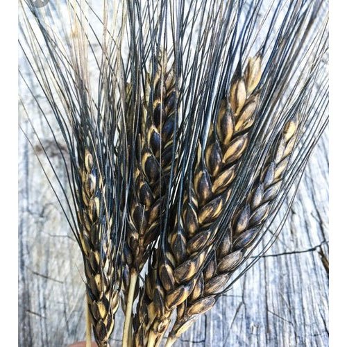 Black Wheat Seed