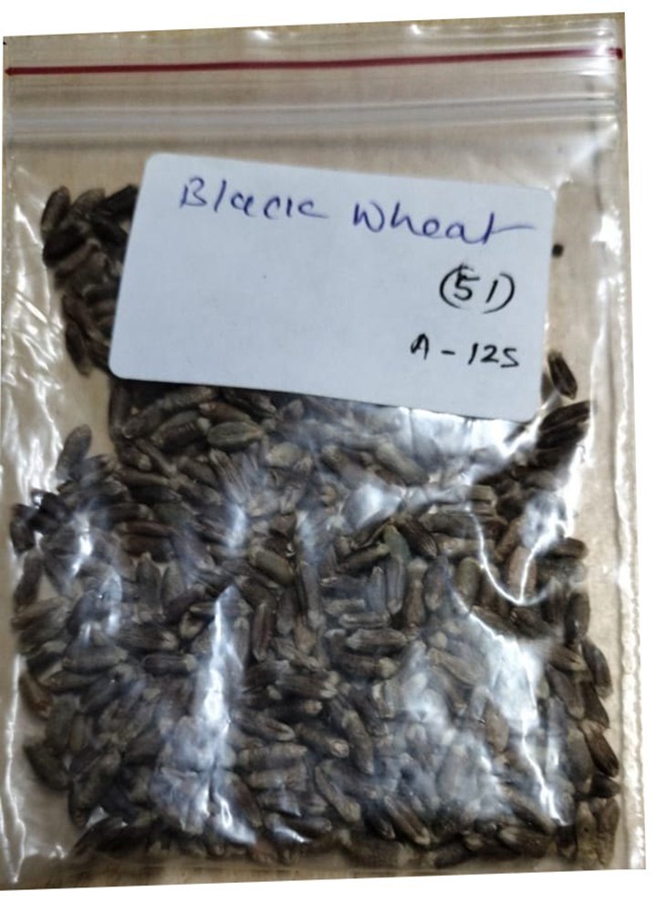 Black Wheat Seed