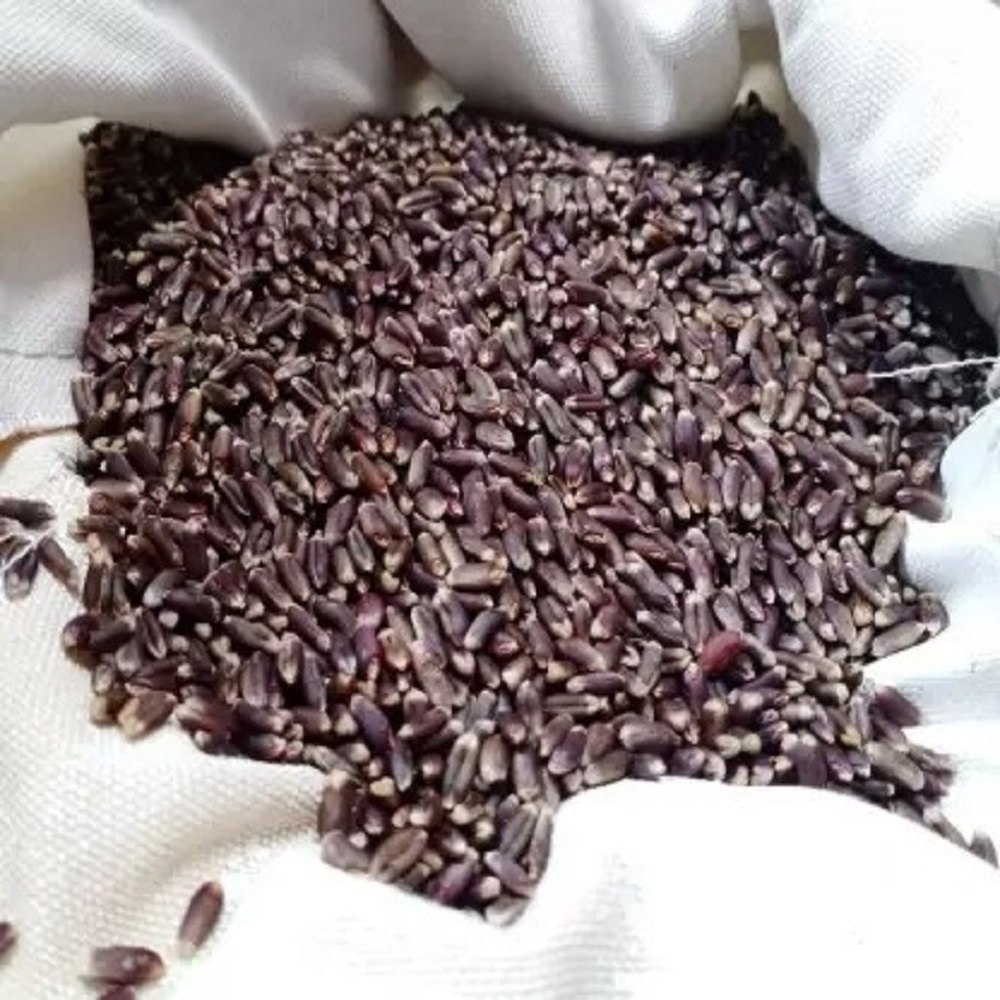 Black Wheat Seed