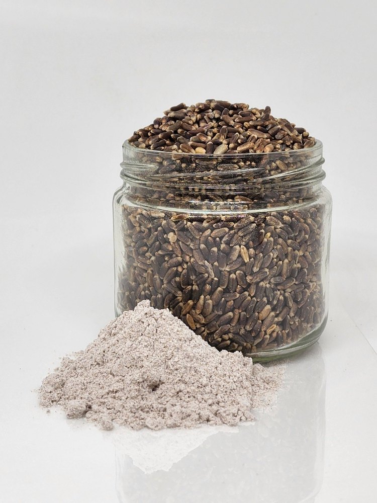 Organic Black Wheat