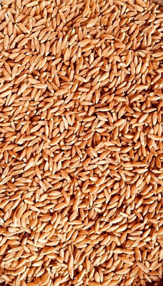 Golden 30kg, 50kg Emmer Khapli Wheat