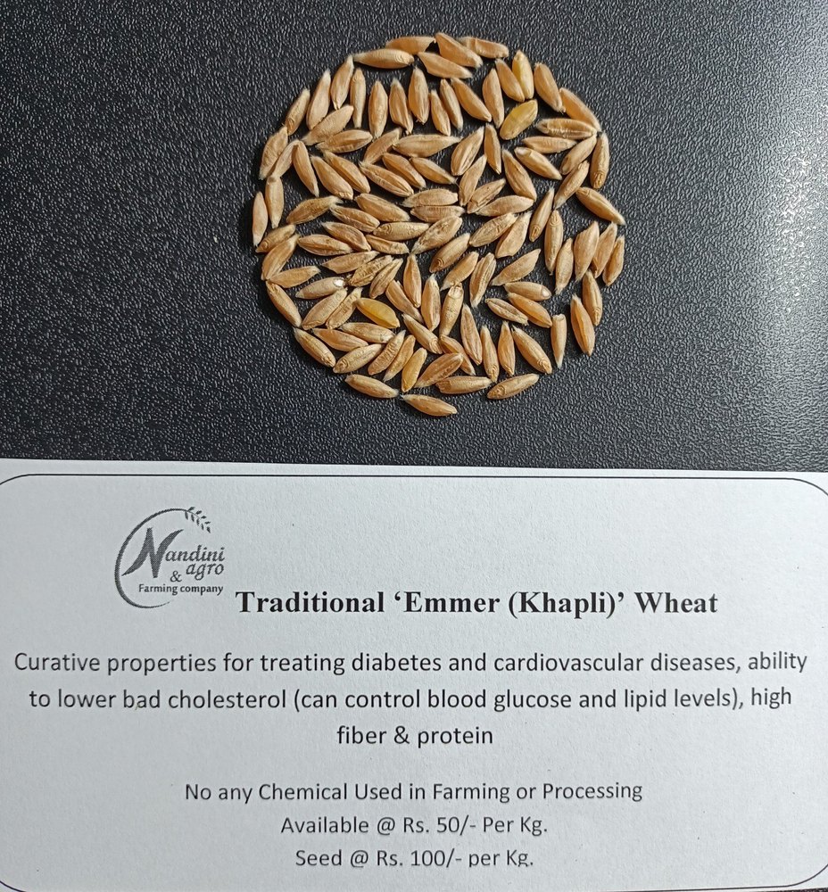 Golden 10 Kg Traditional Emmer (Khapli) Wheat