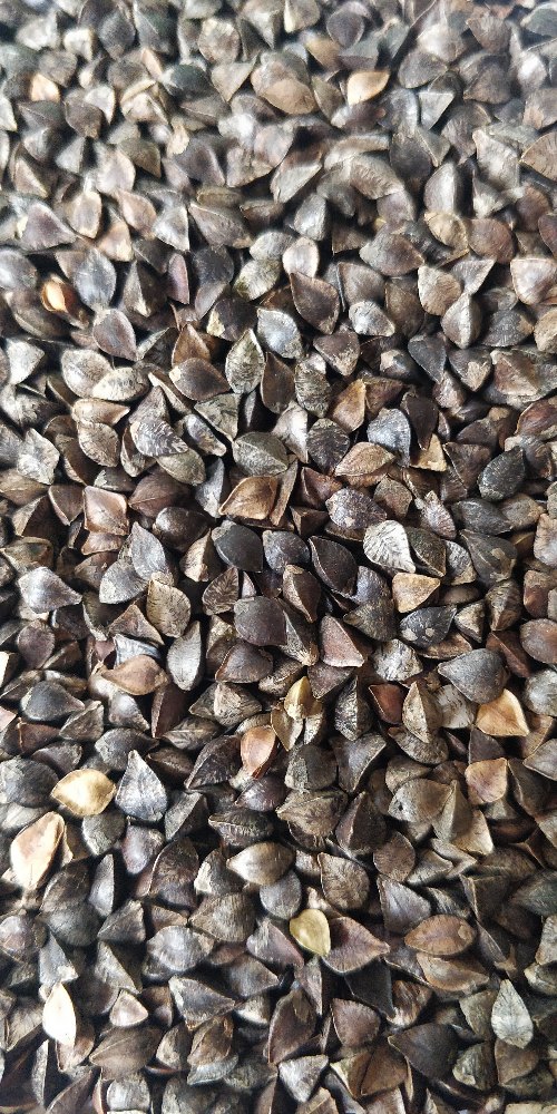 50 Kg Buckwheat Seed