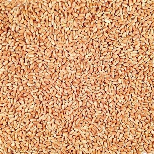 White Winter Wheat, Packaging Size: 30 And 50 Kg, Gluten Free