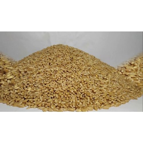White Winter Wheat