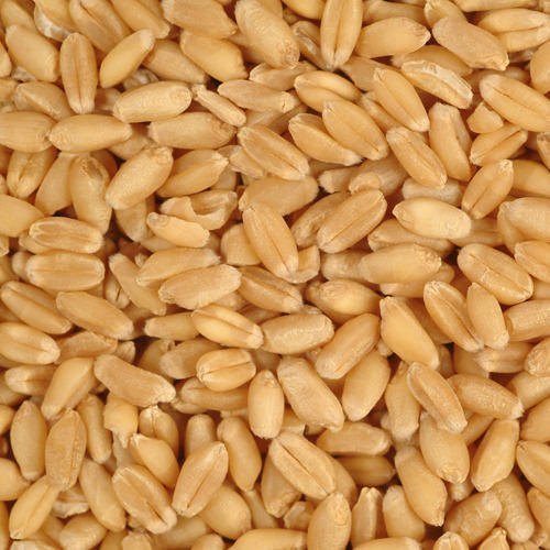 Wheat