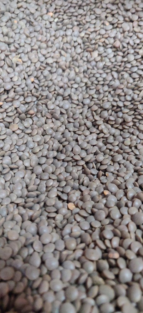 Whole Black Lentils, Packaging Type: Loose