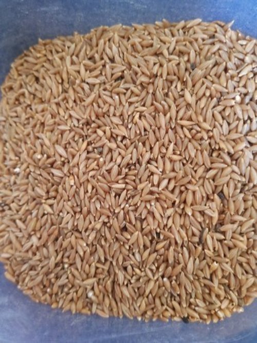 Bamboo Rice, Packaging Type: Plastic Bag, Packaging Size: 1 Kg