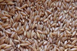 Indian The Counts Bamboo Rice, Packaging Type: PP Bag, Packaging Size: 25 Kg