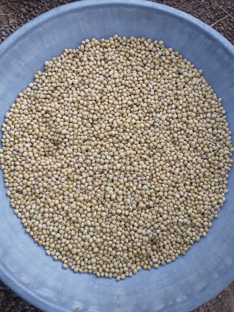 Loose Soy Bean