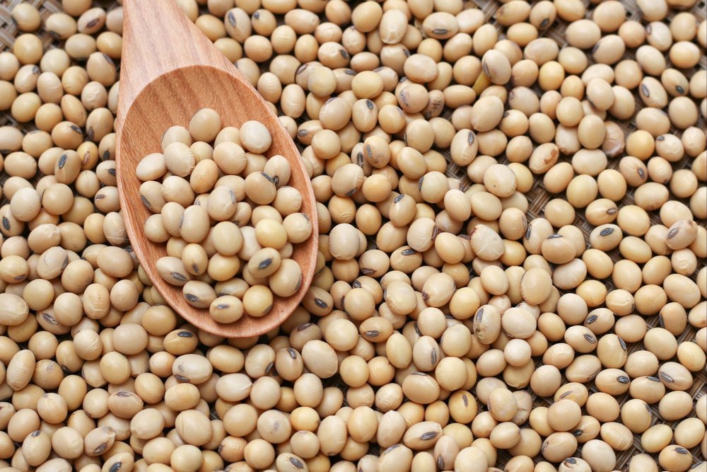 Indian Soy Bean, Organic