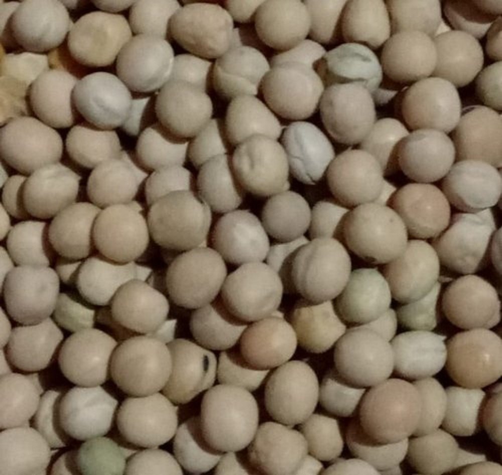Natural Kashmiri White Pea Seed, Packaging Type: Loose
