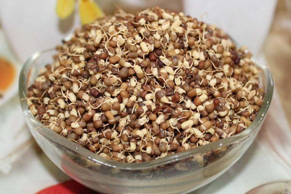 Dried On Brown Dehydrated Mataki Sprout Beans, Maharashtra, High in Protein