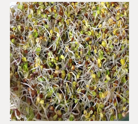Dal Sprouts (Per Tray)