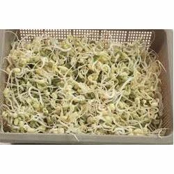 Beans Sprout