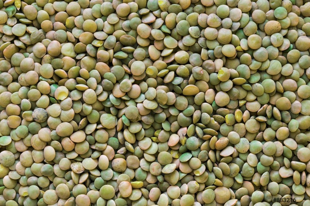 Green Lentil Pulse, Tamil Nadu