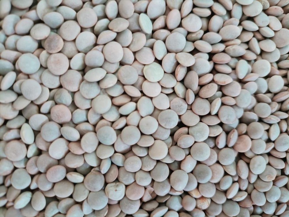 Masoor Sabut Dal, Pan India, Packaging Size: Loose
