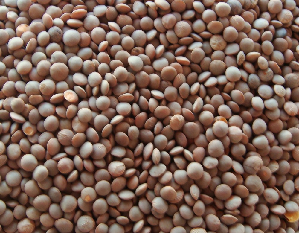 framer quality Black Sabut Masoor, Madhya Pradesh, Packaging Size: 100 kg or 50 kg