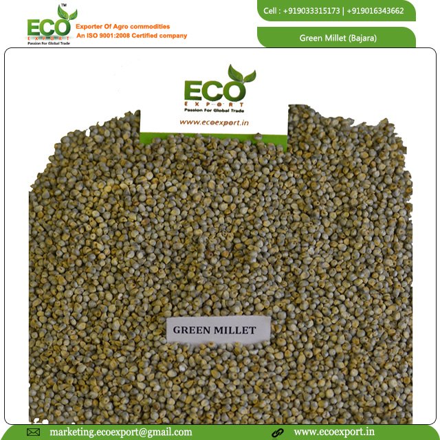 Grain Green Indian Pearl Millet, Bajra, Gluten Free