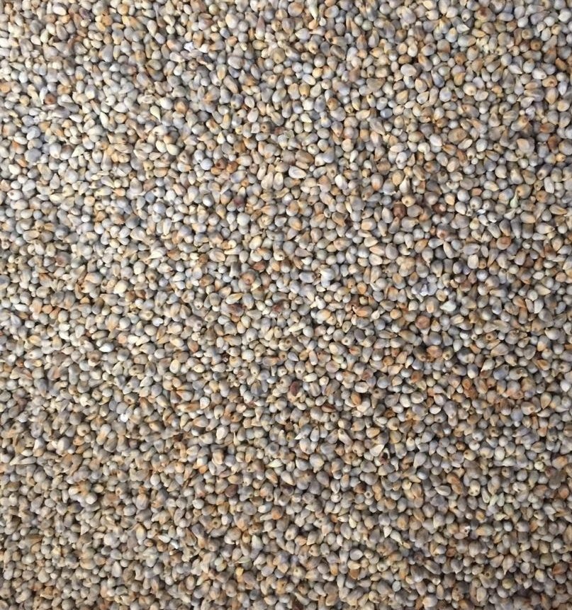 Yellow Green Millet, For Home, High in Protein