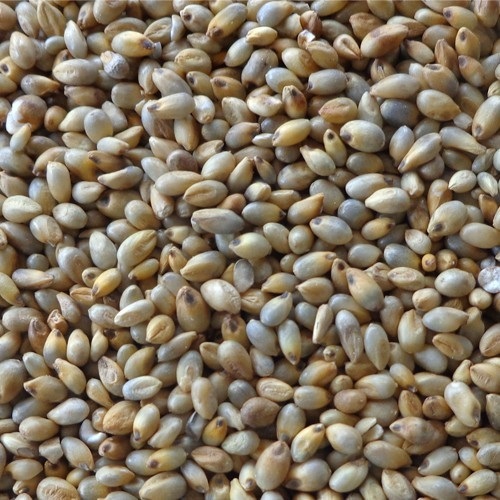 Indian Pearl Millet, No Artificial Flavour