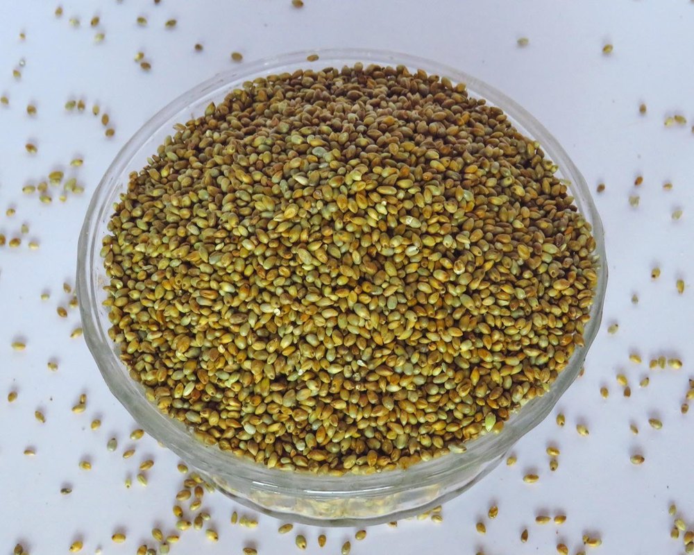 PC 443 Poultry Pearl Millet, High in Protein, Grade: Feed Grade