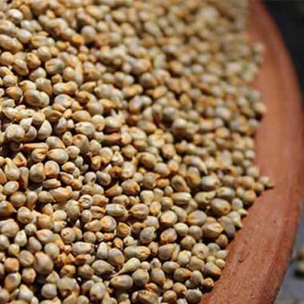 Indian Pearl Millet ( Bajra ), Millets, Organic