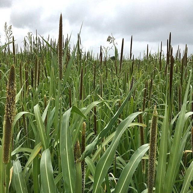 Brown Pearl Millet, Gluten Free