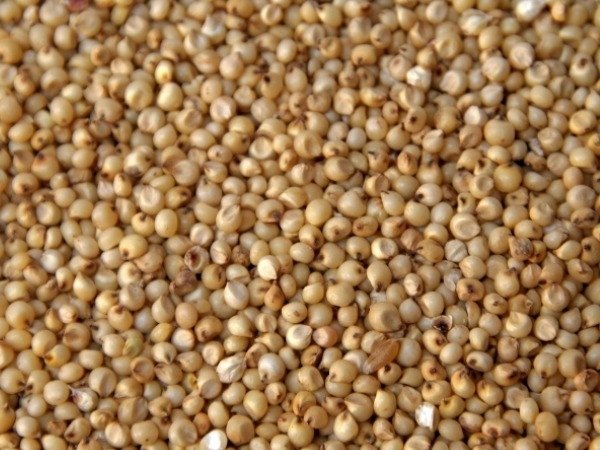 Pearl Bajra