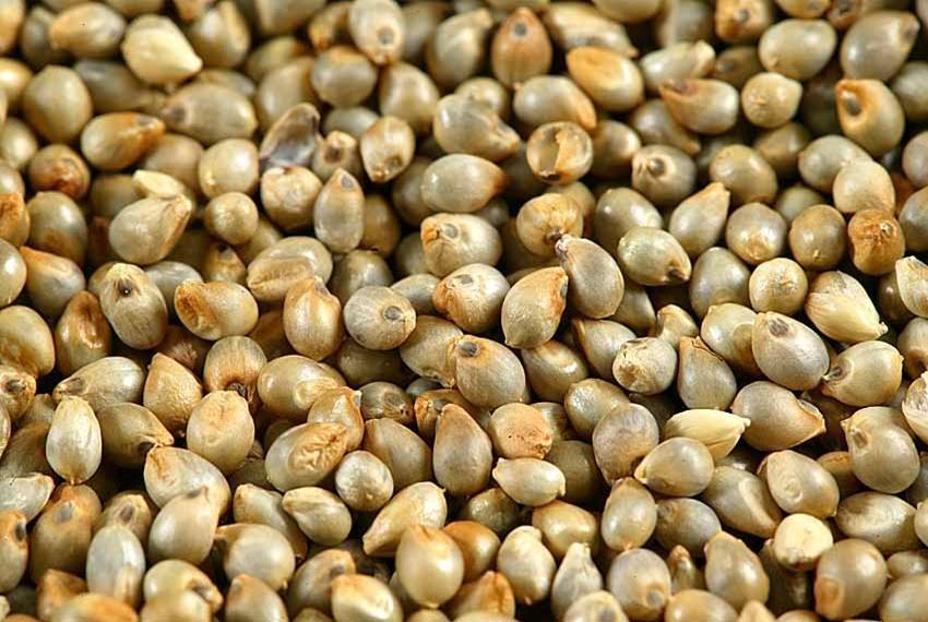 Indian Organic Pearl Millet, For Cooking, High in Protein