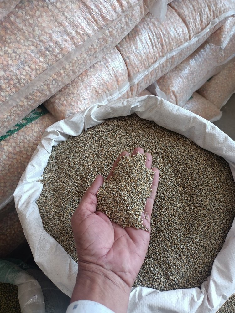 Green Millet Bajara, High in Protein