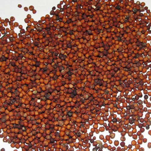 Orchid Biotech Seeds Ragi Seed, High in Protein