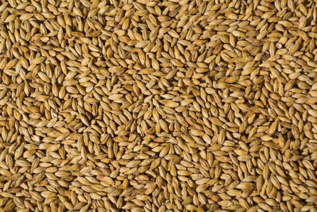 Malt Barley
