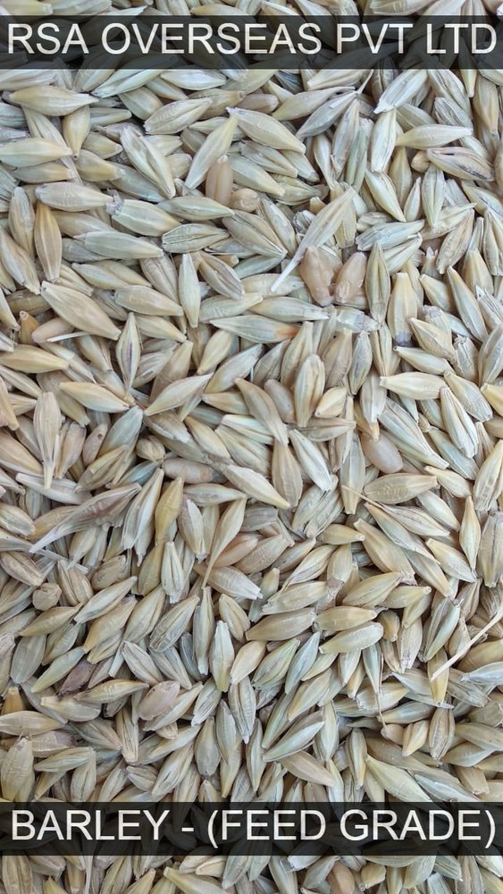 Barley Uncrushed, Organic