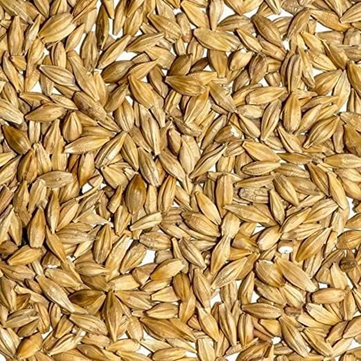 Grain Yellow Barley, Size: 50 kg, High in Protein