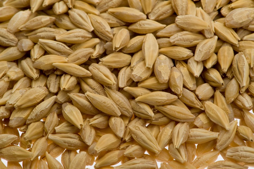 Brown Raw Barley, High in Protein