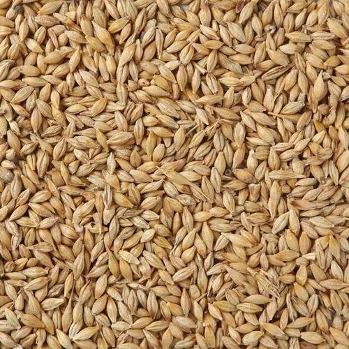 Brown Barley Seeds, High in Protein, Packaging Size: 25kg