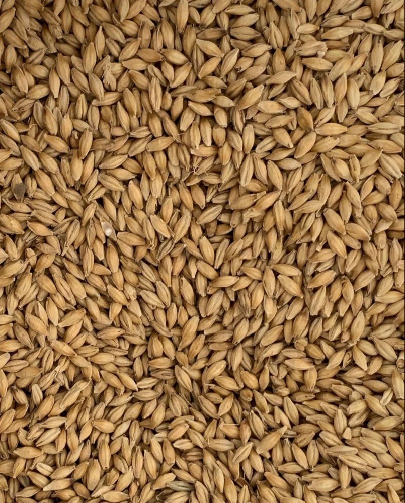 Brown BARLEY, High in Protein
