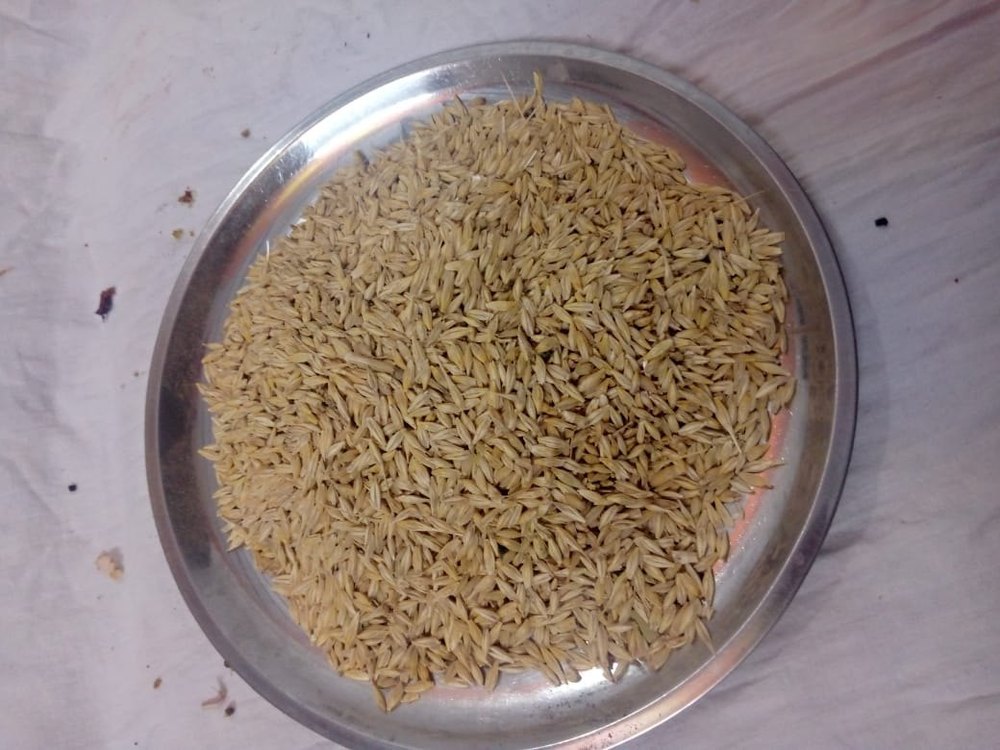 Yellow Barley Grains, High in Protein