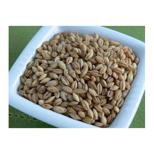 Hulled Barley Grain, Pack Size: 50 Kg, High in Protein