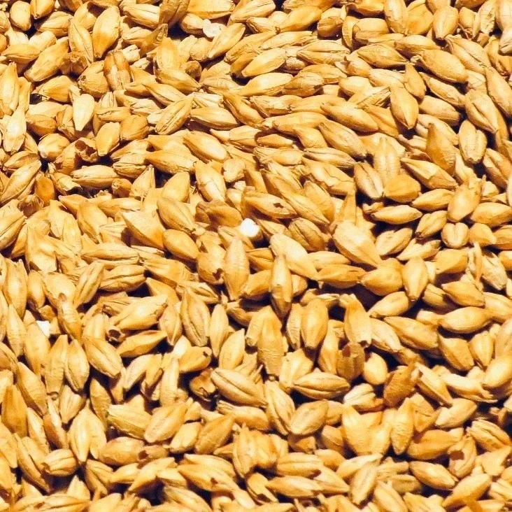 Brown Pearl Barley Natural, High in Protein