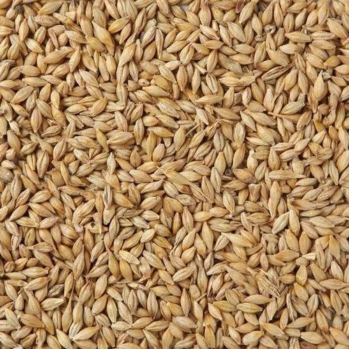 Cattle Feed Barley Grain, For Animal Meal