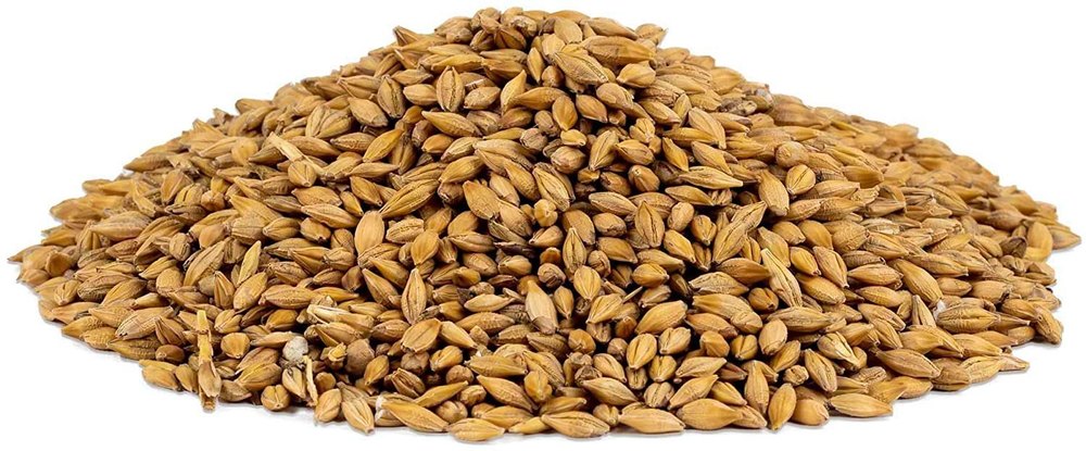 Barley, Starter, Grade: Feed Grade