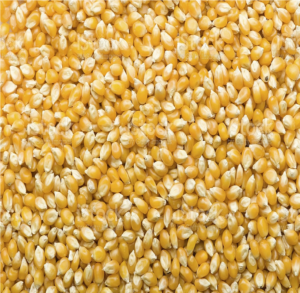 Popcorn Kernels