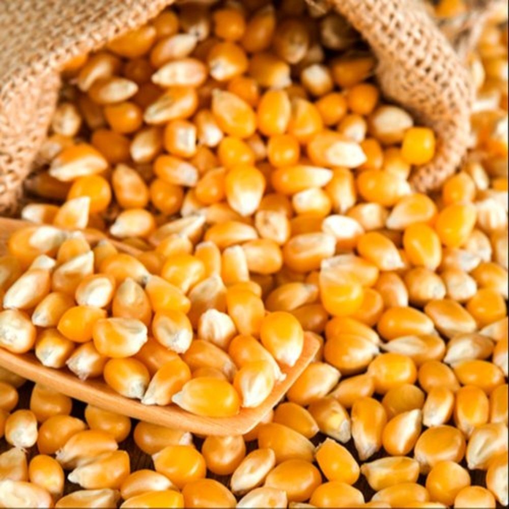 Yellow Popcorn Corn
