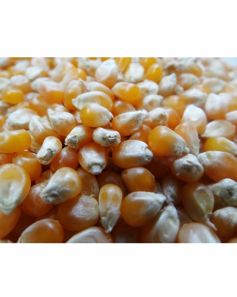 Mushroom Popcorn Kernels