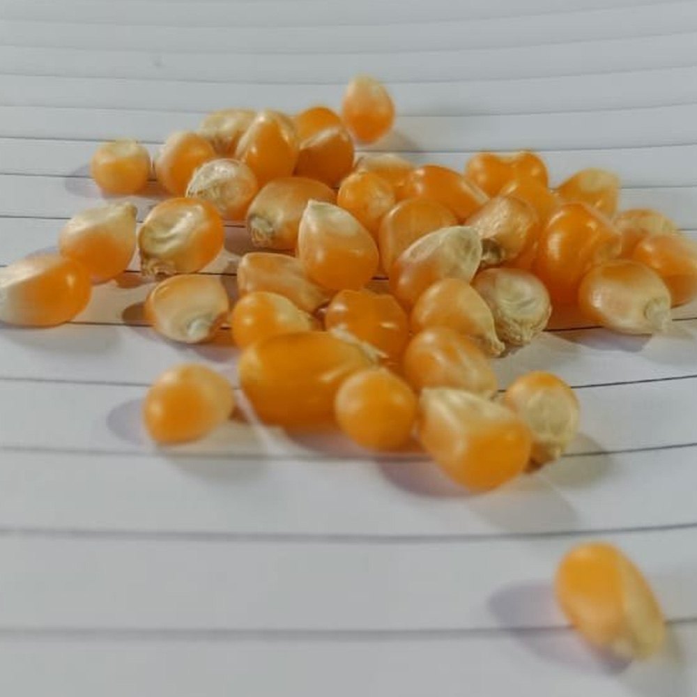 Yellow Organic Popcorn Seed