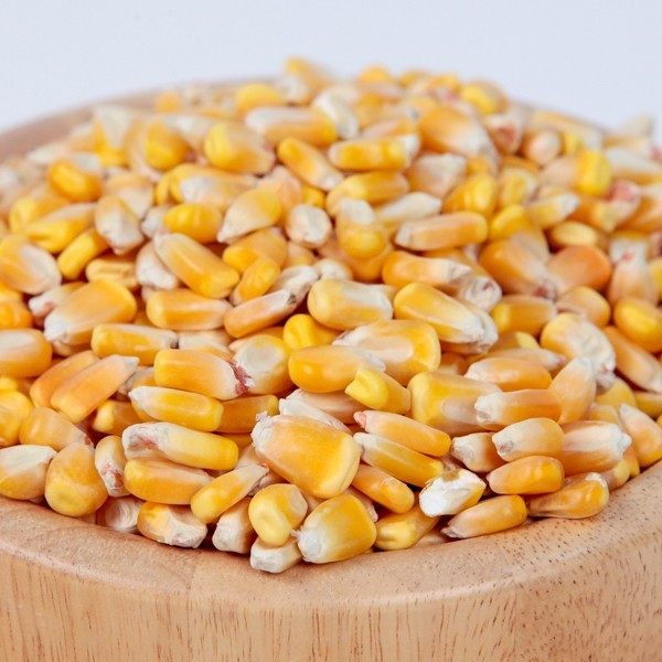 Popcorn Maize