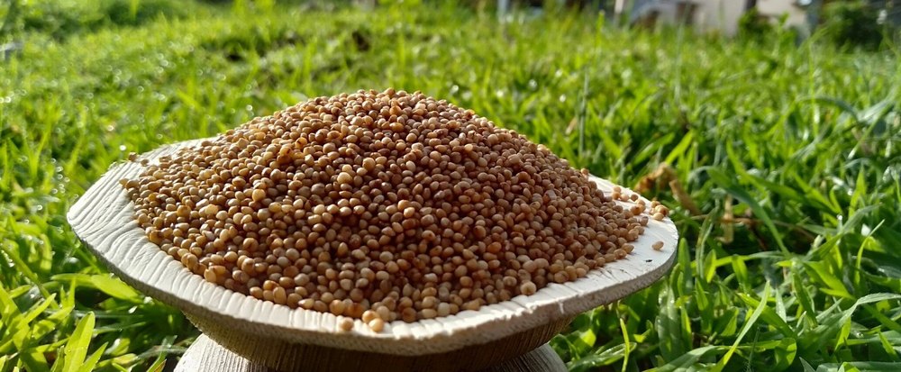 Kodo Millet Unpolished, For Food Processing, Gluten Free
